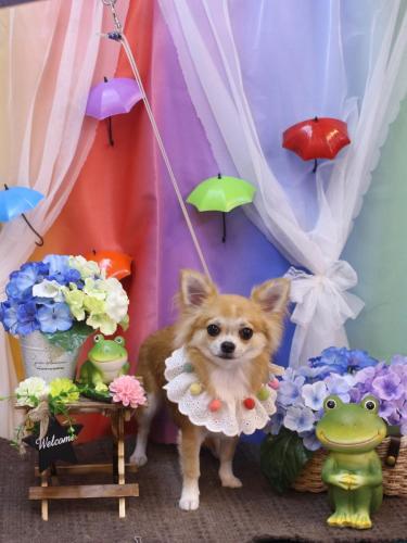 20230616りるちゃん